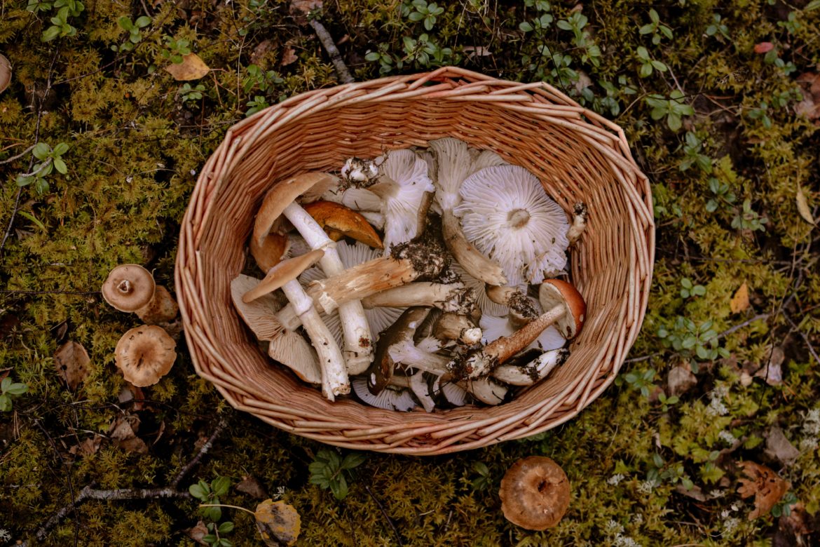 How to use medicinal mushrooms as cancer treatment
