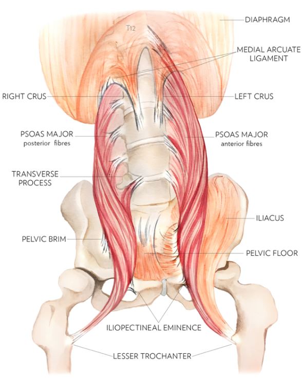 TRE triggers neurogenic tremors of the psoas muscle