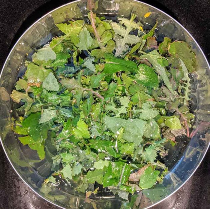 Wash your foraged dandelion greens well