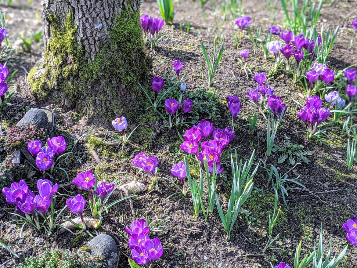 Spring has sprung in Seattle March 2021